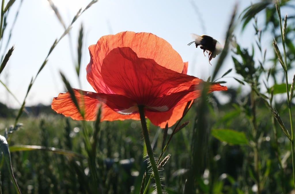 Pünktlich zum kalendarischen Sommeranfang an diesem Samstag steht Deutschland ein heißes Wochenende bevor.
