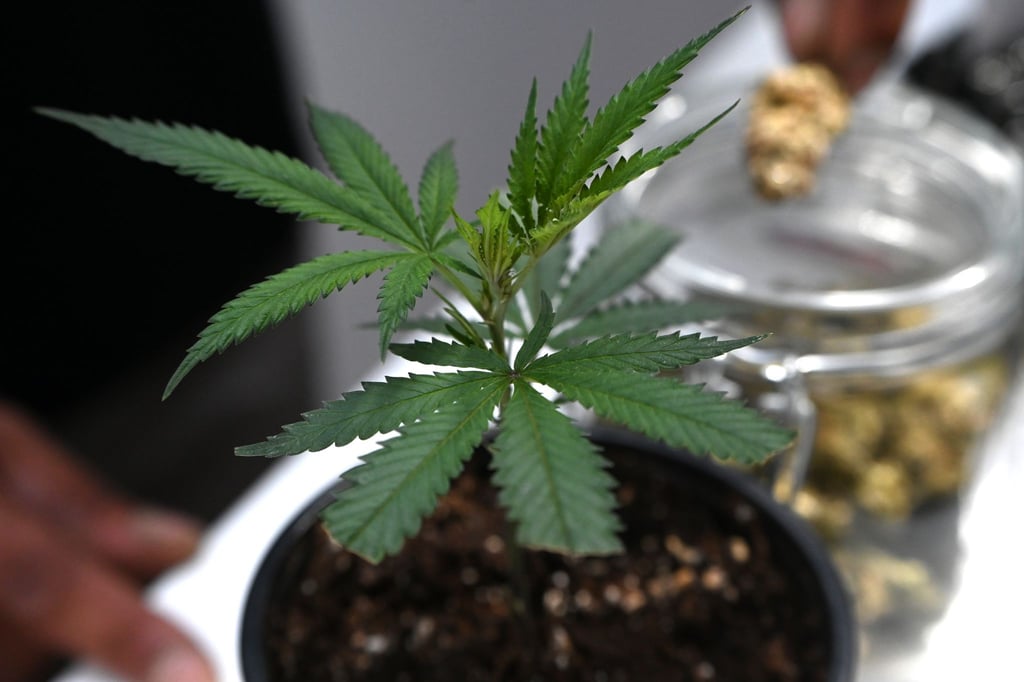 Ob frisch oder getrocknet: Cannabis stand im Mittelpunkt der Messe Mary Jane. (Archivbild)