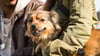 Auch Hunde können an Demenz erkranken – doch mit den richtigen Methoden können Halter vorbeugen.