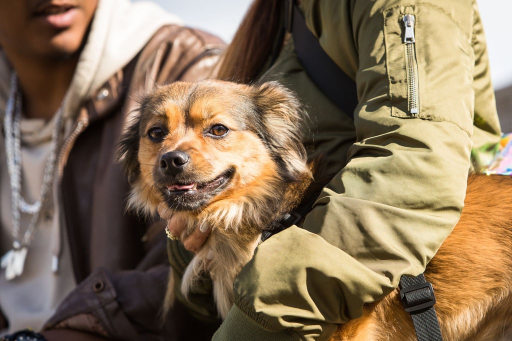 Auch Hunde können an Demenz erkranken – doch mit den richtigen Methoden können Halter vorbeugen.
