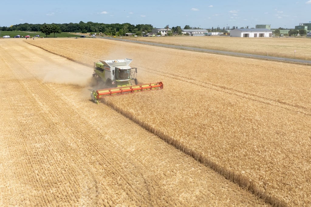 Die Landwirte hoffen nach einem trockenen Frühjahr auf eine durchschnittliche Ernte. (Archivbild)