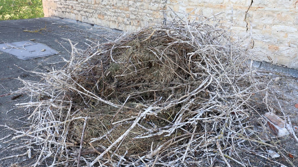 Das heruntergefallene Storchennest in Schadeleben. Drei Jungstörche sind bei dem Absturz ums Leben gekommen.