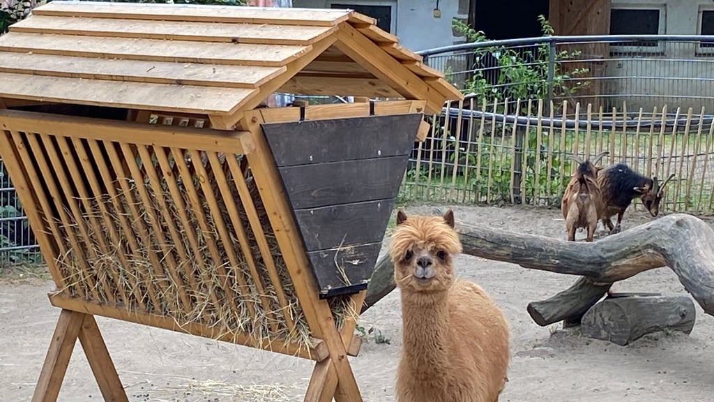 Neue Futterraufen für tierische Bewohner wie die Alpakas im Halberstädter Tiergarten sind in der Werkstatt der Oskar-Kämmer-Schule entstanden.