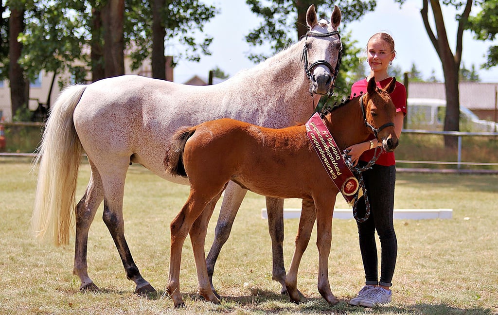So schön wie die Mutter: Gesamtsiegerfohlen der Schau in Klötze wurde dieses schmucke Deutsche Reitpony Stutfohlen vom Hengst D-Power AT. Aussteller ist Henning Lüdecke aus Kakerbeck.