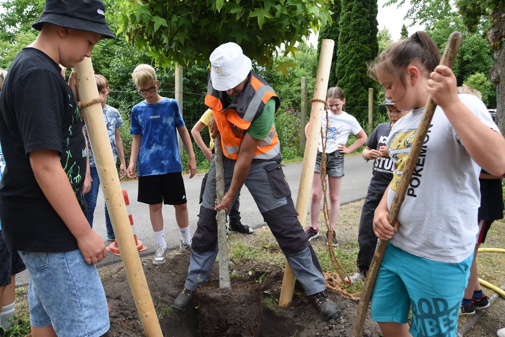 Gemeinsam mit Markus Köwitsch vom Bauhof brachten die Schüler den Baum in die Erde.