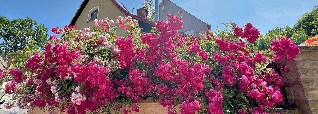 Der Sommer startet in Gärten, aber auch mitten in der Stadt mit verschwenderischer Blütenpracht, hier in der Stephansstraße in Zeitz.