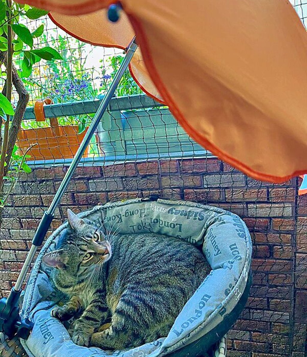 Gemütlich unterm Sonnenschirm entspannen – so mögen (nicht nur) Katzen den Sommer.