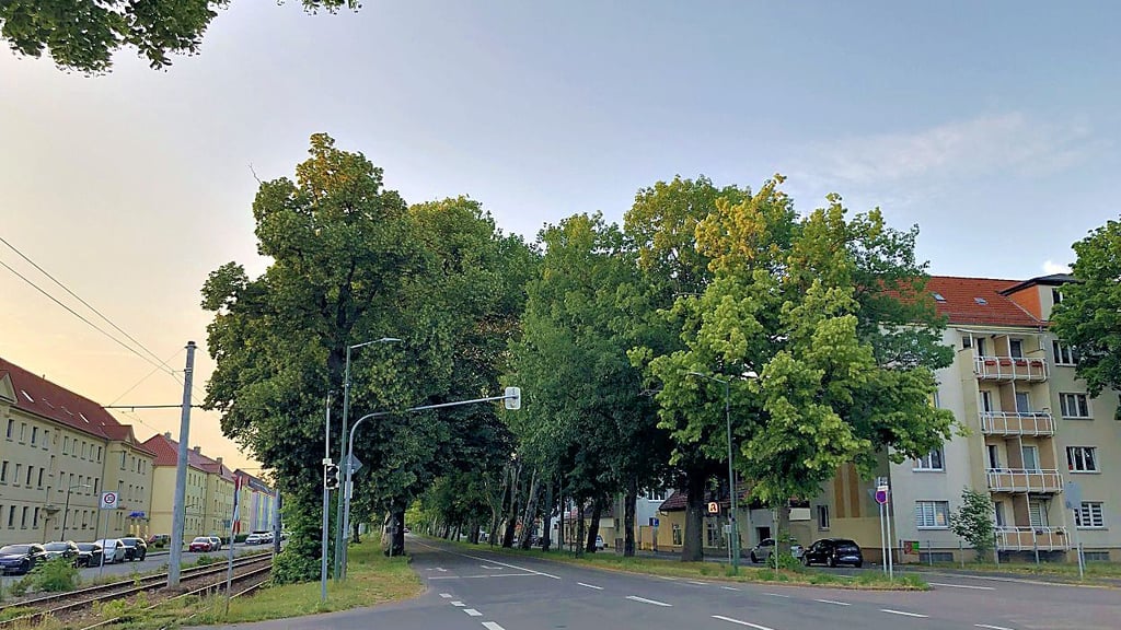 In der Dessauer Heidestraße - von der Peterholz- bis zur Damaschkestraße - nisten Krähen in den Straßenbäumen. Anwohner sind von Lärm und Dreck genervt.