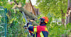 Die Feuerwehr musste einen umgeknickten Baum am Ziegelkolk zerkleinern. 