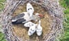 Vier Jung- und ein Altstorch im Nest: Inzwischen hat sich die Situation allerdings dramatisch verschlechtert.