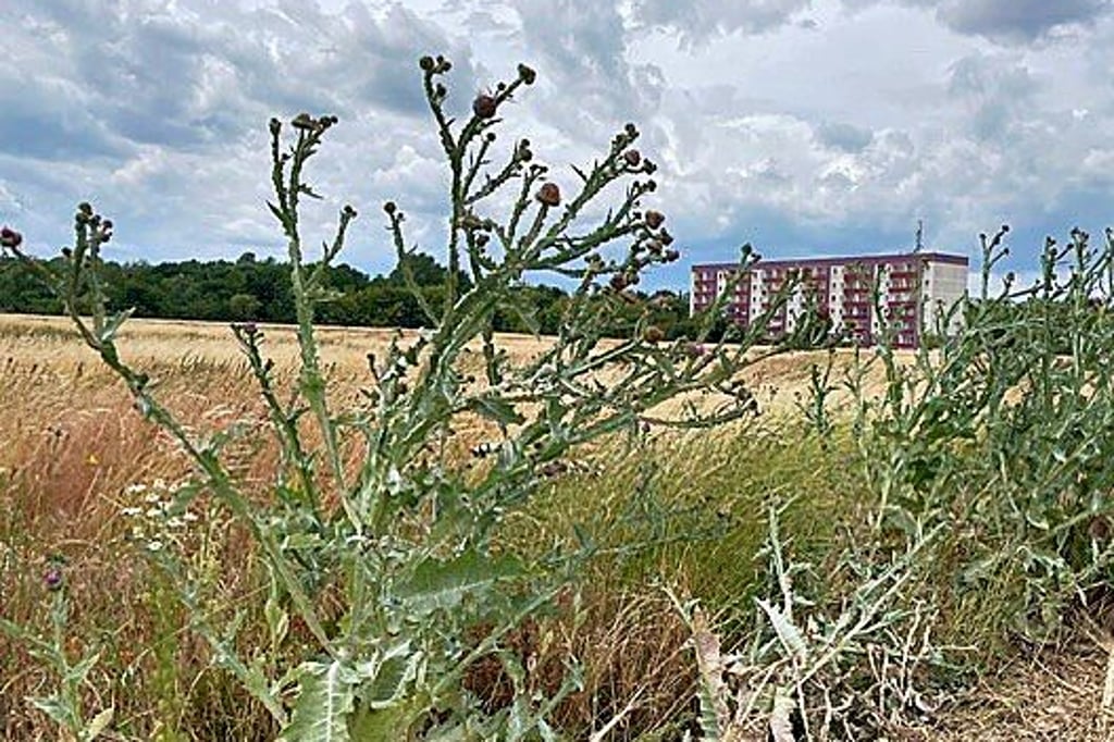 Ein Bebauungsplan zur ACF-Fläche an der Magdeburger Straße in Schönebeck beschäftigt aktuell Verwaltung und Stadträte. Unter anderem würde der Plan ein 100 Meter hohes Windrad zulassen.