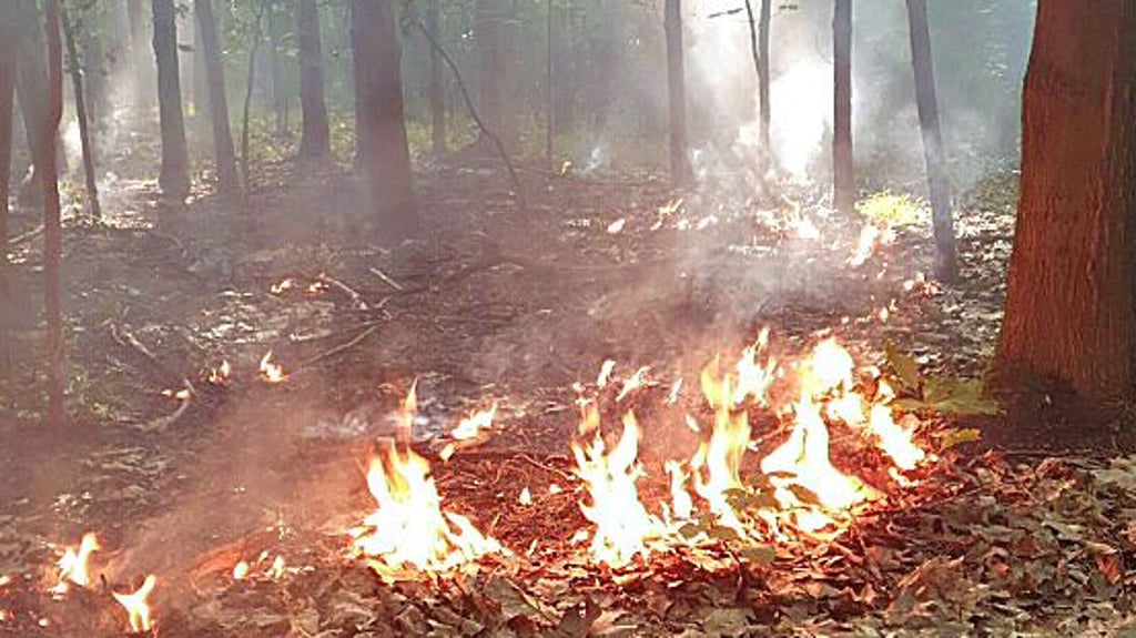 Das Feuer im Goitzschewald hielt die Kameraden auf Trab.