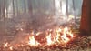 Das Feuer im Goitzschewald hielt die Kameraden auf Trab. 