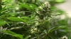 Die Polizei stellte unter anderem 25 Kilogramm Cannabis sicher. (Symbolbild)