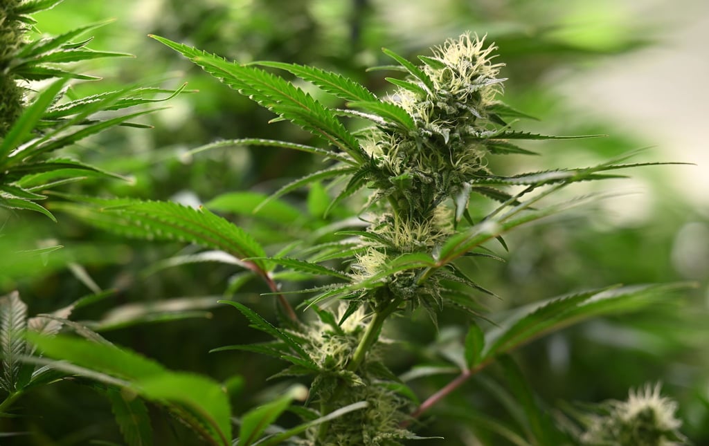 Die Polizei stellte unter anderem 25 Kilogramm Cannabis sicher. (Symbolbild)