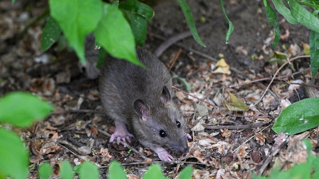 Mitten in Zerbst hatten sich Ratten eingenistet. Selbst am Tage waren die Nager zu beobachten.