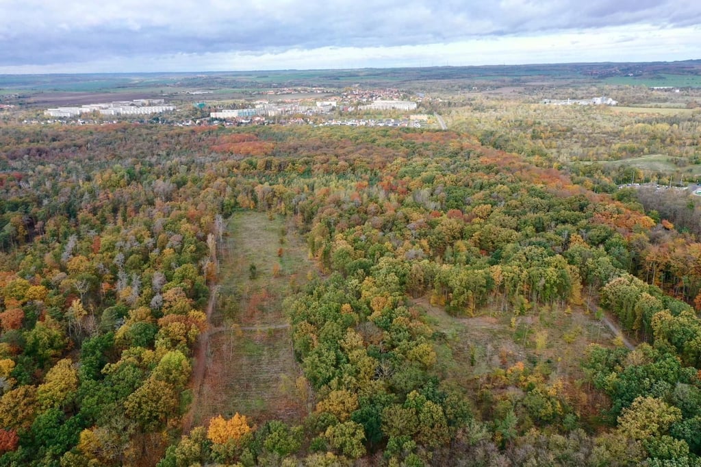 Blick auf die Dölauer Heide: Doch nicht nur der Zustand des Stadtwaldes in Halle macht Sorgen.