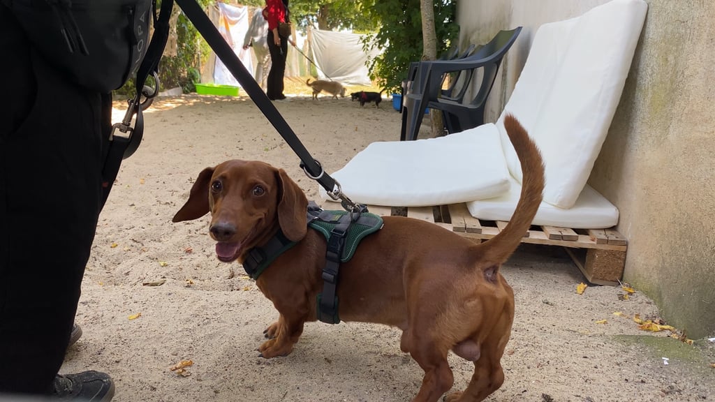 In Magdeburg hat eine neue Hundepension eröffnet. Die ersten Vierbeiner durften Sandstrand und Spielwiese schon ausprobieren.