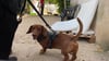 In Magdeburg hat eine neue Hundepension eröffnet. Die ersten Vierbeiner durften Sandstrand und Spielwiese schon ausprobieren.