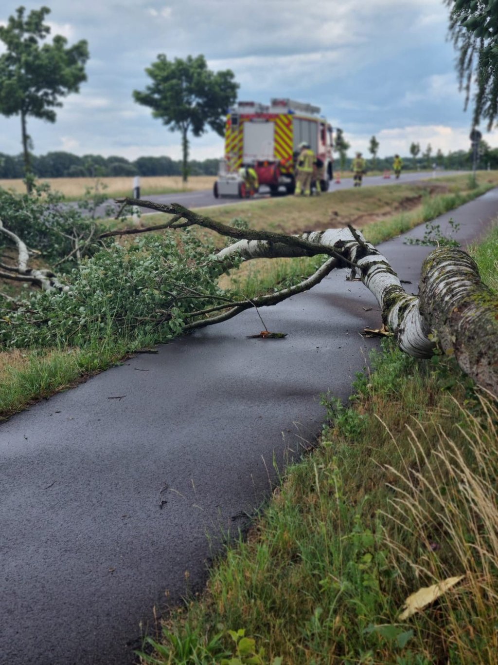 An der Landstraße nach Grabow musste die Feuerwehr Burg einen Baum von der Straße beräumen.