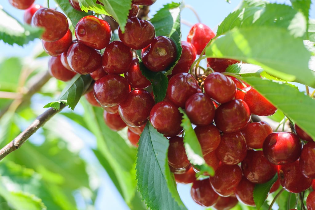 Viele Kirschbäume in Thüringen hängen voller Früchte.