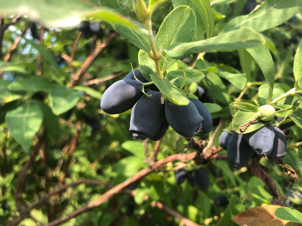 Sie wird seit einigen Jahren bei der Landesanstalt für Landwirtschaft und Gartenbau am Standort Quedlinburg in mehreren Sorten angebaut: die Haskap-Beere.