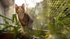 Besser mit Netz: Ein solcher Schutz verhindert, dass Katzen vom Balkon stürzen und sich schwer verletzen.