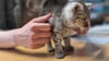 Dieser Katzenwelpe wurde in Tangerhütte gefunden und am Montag, 23. Juni, im Tierheim Stendal-Borstel abgegeben.