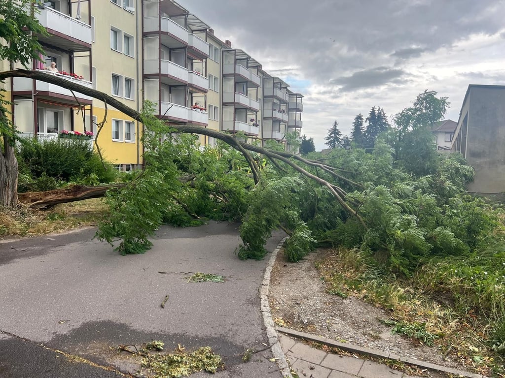 In der Wilhelm-Kuhr-Straße in Burg war am Montag ein Baum umgestürzt - ein Fall für die Burger Feuerwehr.