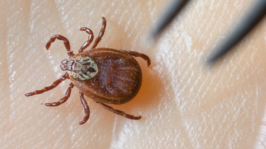 Zecken können verschiedene Krankheiten übertragen.&nbsp;