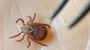 Einer Expertin zufolge steigt die Wahrscheinlichkeit einer Borrelien-Infektion etwa 16 bis 20 Stunden nach einem Stich. (Archivbild)