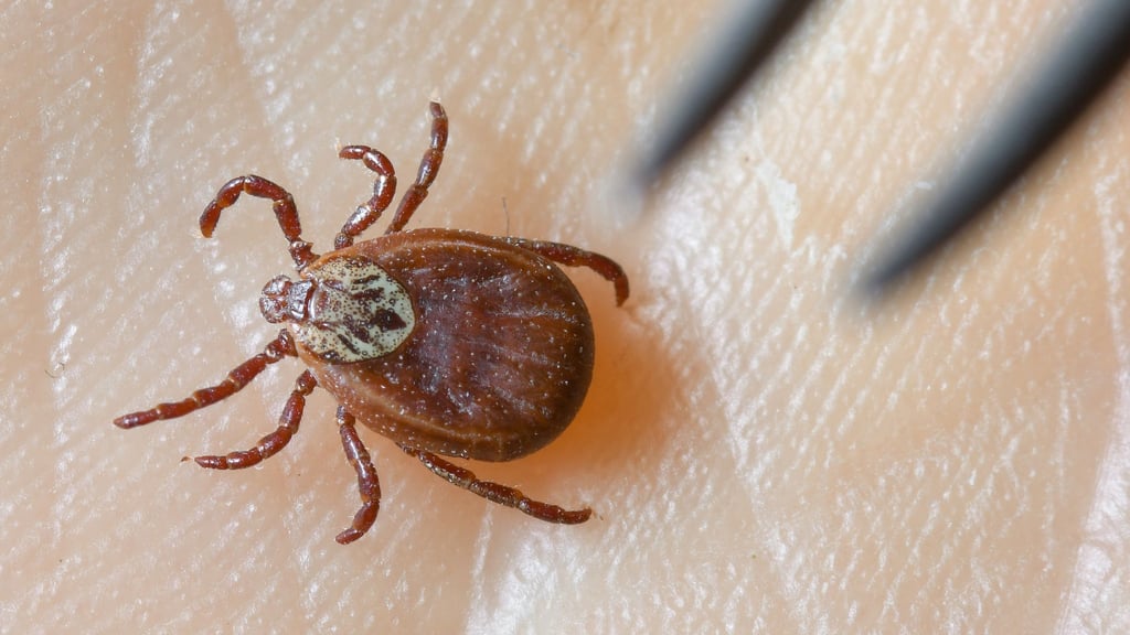 Teils wird mit Schildern in Waldgebieten vor Zecken gewarnt.