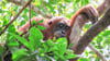 Auch Orang-Utans halten gern ein Mittagsschläfchen.