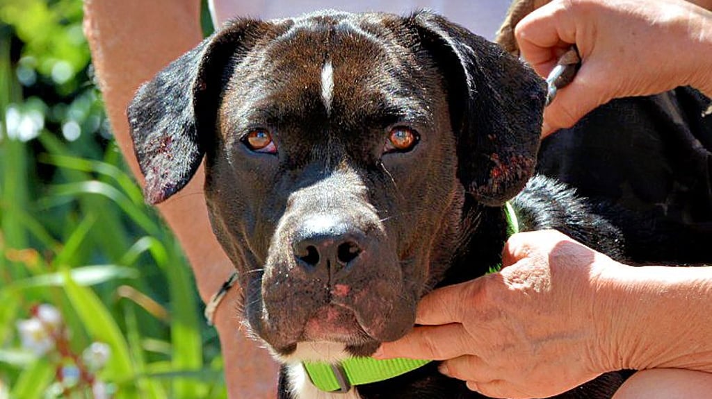 Aktuell sitzt der in Wolmirstedt von seinem Halter misshandelte und jetzt gerettete Hund „Balu“ im Tierheim.