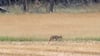 Im Landkreis Sachsen gibt es ein neues Wolfsrudel (Archivbild).