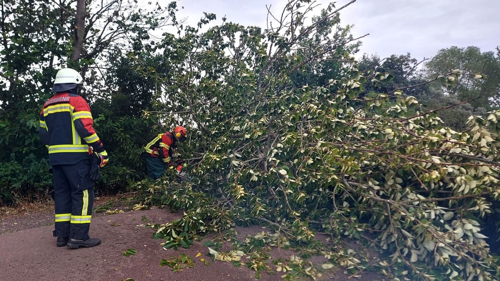 Auch zwischen Gollbogen und Trüben blockierte ein Baum die Straße.