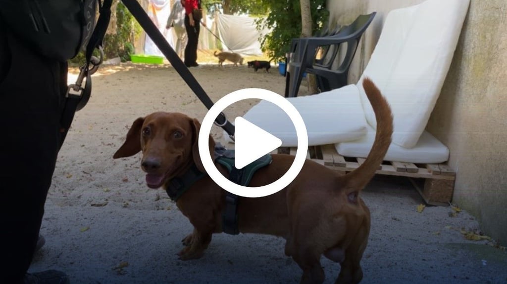 In Magdeburg hat eine neue Hundepension eröffnet. Die ersten Vierbeiner durften Sandstrand und Spielwiese schon ausprobieren.