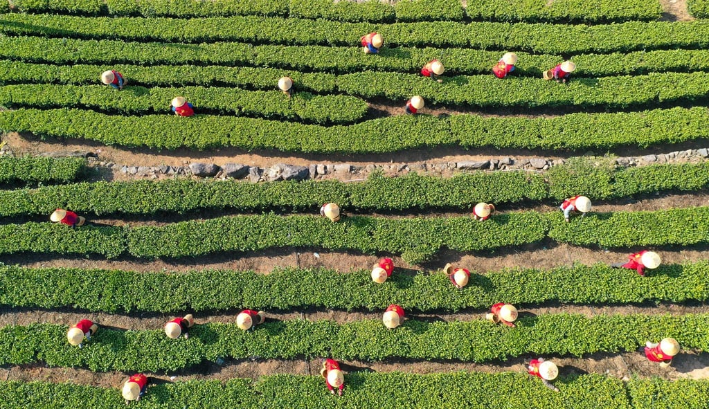 China hat im vergangenen Jahr rund 3,74 Millionen Tonnen Tee geerntet. (Archivbild)