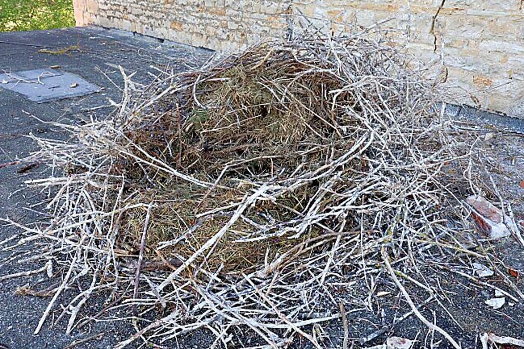 Das runtergefallene Storchennest.