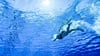 Wer nicht 6-12 Wochen mit dem Schwimmen pausieren möchte, kann frisch gestochene Ohrlöcher mit einem wasserfesten Pflaster und antiseptischen Produkten vor möglichen Keimen schützen.