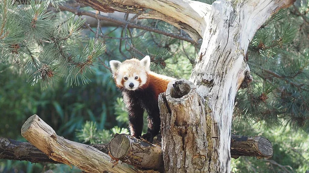 Ein neues Rotes Panda-Weibchen sitzt im Baum in ihrem Gehege des Zoos Leipzig.