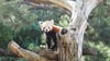 Ein neues Rotes Panda-Weibchen sitzt im Baum in ihrem Gehege des Zoos Leipzig.