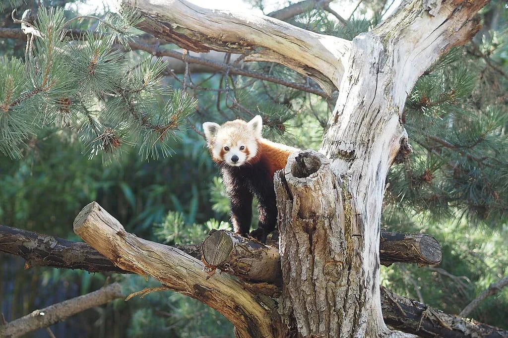 Ein neues Rotes Panda-Weibchen sitzt im Baum in ihrem Gehege des Zoos Leipzig.