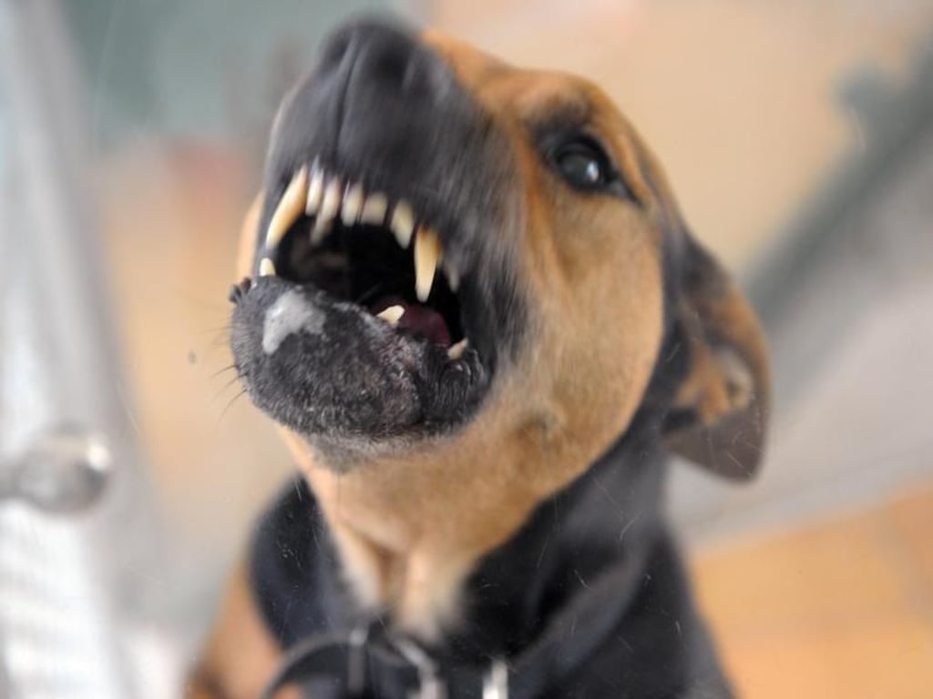 Soldaten hetzten 1986 ihre Hunde auf den flüchtenden 18-Jährigen - hier ein Symbolbild.