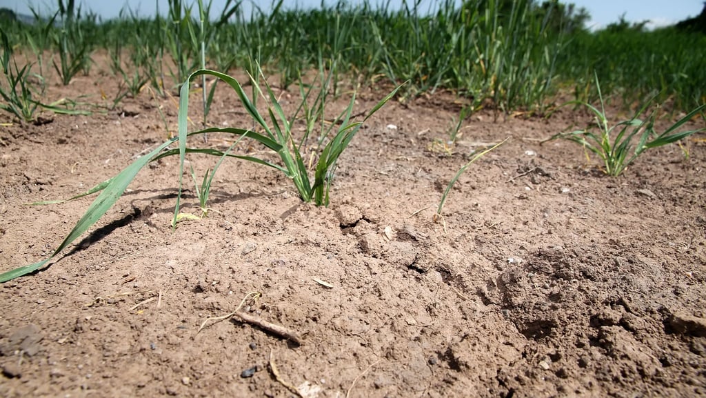 Bereits in den vergangenen Jahren kam es zu großer Trockenheit im Landkreis Mansfeld-Südharz. Das Bild zeigt ein Feld nahe Sangerhausen.
