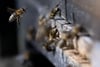 Bienen schwirren am Bienenstock umher und liefern gesammelten Nektar und Pollen ab.