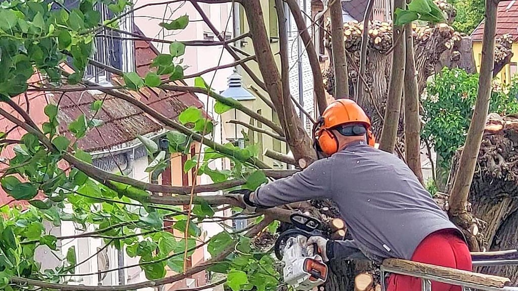 Vom Hubsteiger aus ging es mit der Kettensäge zur Sache.