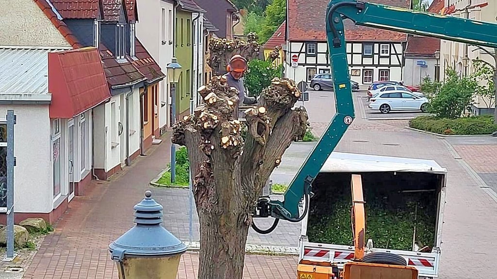 Vom Hubsteiger aus ging es mit der Kettensäge zur Sache. Zahlreiche Bäume wurden radikal abgesägt. Doch war das erlaubt?