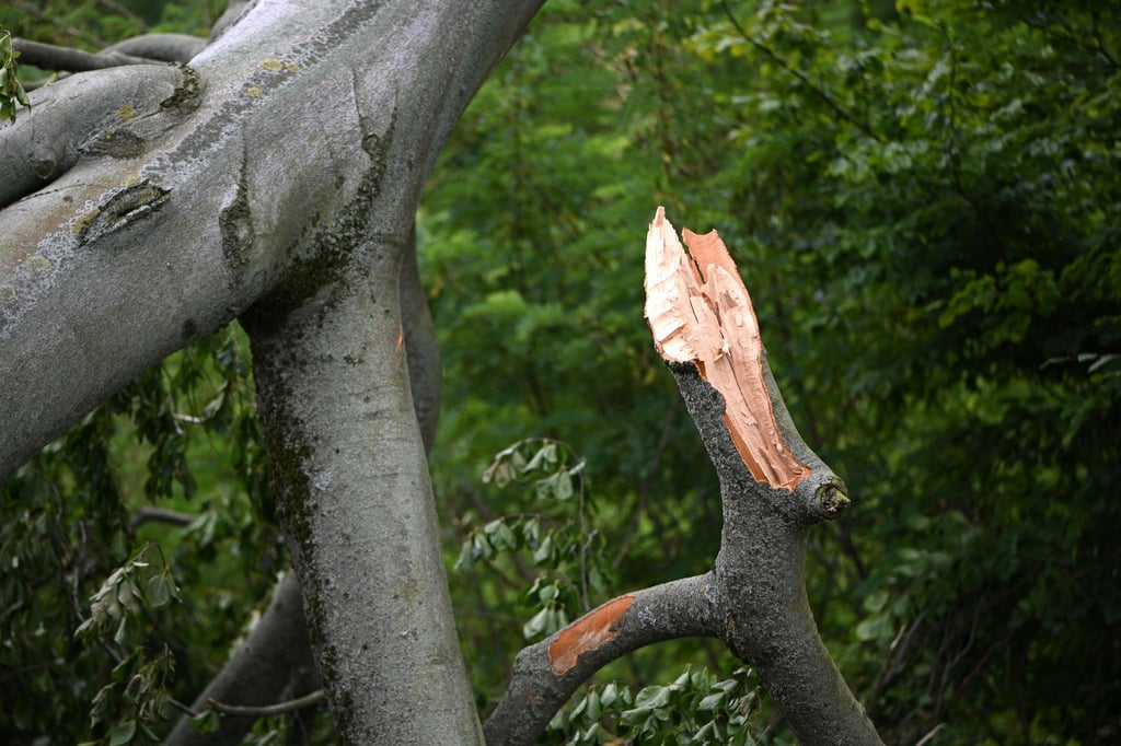 Bereits unter der Woche brachen im Park Babelsberg dicke Äste ab.