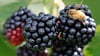 Die Brombeer-Koalition aus CDU, BSW und SPD will weiterhin gesprächsbereit bleiben. (Symbol-Archivbild)
